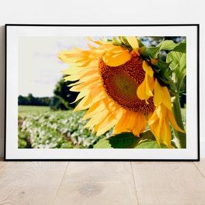 Sunflower Photograph, Sunflower Art Print, Sunflower Wall Art, Floral Wall Art, Botanical Wall Art, Country Field Landscape, Farmhouse Art