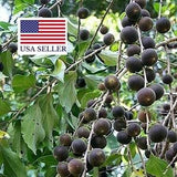 Dovyalis hebecarpa, Ceylon-Barbed Berry, CEYLON GOOSEBERRY, 15 Seeds