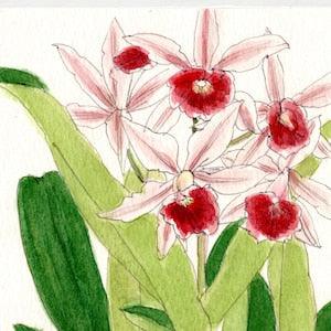 Japanese art/painting_Orchid (framed)_Postcard size_10??14.8cm (3.93??5.82inch)_Original Japanese painting_Seimei Shinagawa