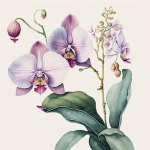 Orchid Beauty - Botanical Watercolor Painting