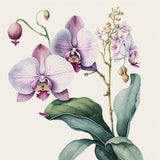 Orchid Beauty - Botanical Watercolor Painting