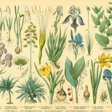 1885 Antique Aloe Dafodil Narcissus Iris, Plant Print poster Identication Orchid chart botanical  Wall Art