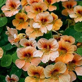 10 Seeds Nasturtium Alaska Salmon