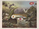 Water Plants Water Lilies Muschelblume Lotus Flower Lotus Chromolithography 1897