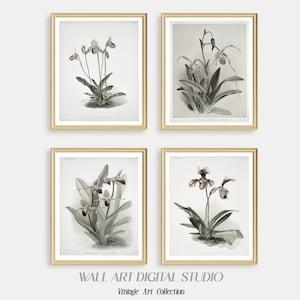 Antique Botanical Prints, Vintage Orchid Illustrations, Neutral Flower Drawings, Antique European Floral Illustrations, Printable Wall Art