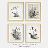 Antique Botanical Prints, Vintage Orchid Illustrations, Neutral Flower Drawings, Antique European Floral Illustrations, Printable Wall Art