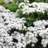 Floss Flower White Flowers 0.3g - 300 Seeds - Ageratum Houstonianum NON GMO