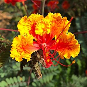 Pride of Barbados Packet of 7 seeds with New!