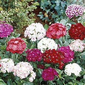 100+ Sweet William Flower Seeds-Single Mix Perennial for sun or semi sun- DIANTHUS BARBATUS-B104