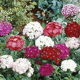 100+ Sweet William Flower Seeds-Single Mix Perennial for sun or semi sun- DIANTHUS BARBATUS-B104