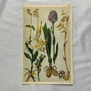 ORCHIDS 5 ALPINE PLANTS Antique Lithograph Botany 1920