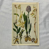 ORCHIDS 5 ALPINE PLANTS Antique Lithograph Botany 1920