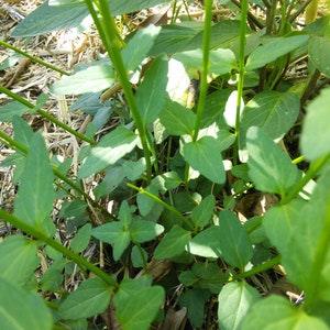 Baikal Skullcap Scutellaria baicalensis Seed - Anxiety Herbal Tea : Perennial Medicinal Flowering Herb