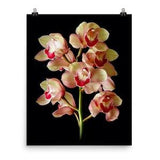 Cymbidium Orchid Print Pink Red Cymbidium Orchids Poster Wall Art