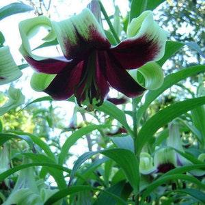 LILY OF NEPAL Lilium Nepalense Hardy Perennial, 5 Seeds