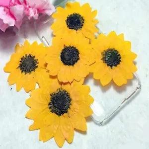 Sunflower Dried Pressed Flower Specimens Craft Card Making Home Decoration