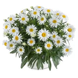 Shasta Daisy ??Lucille Grace?? - Leucanthemum superbum - Stunning Daisy Cultivar