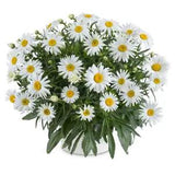 Shasta Daisy ??Lucille Grace?? - Leucanthemum superbum - Stunning Daisy Cultivar