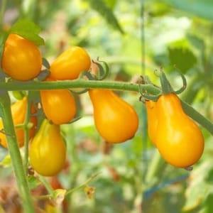 Yellow Pear Heirloom Tomato Seeds | 20+ seeds | Organic Open Pollinated Grape Tomato