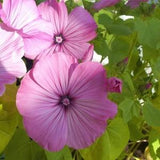 Rose Mallow Lavatera Flower Seeds - Open-Pollinated for Seed Saving - Non-Hybrid & Non-GMO - Heirloom Canada Flower Seeds