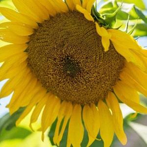 Large Grey Stripe Sunflower Seeds (25) - Helianthus Annuus - Annual Heirloom Branching Sunflower with Pollen for Garden Planting