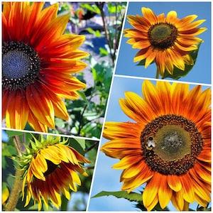 SUNFLOWER AUTOMN Blend SEEDS - Helianthus Annual Sunflowers / Fashion Mix Sunflower Seeds