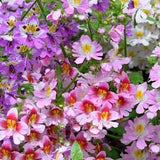 100 seeds Poor Man??s Orchid Angel??s Wings Mix