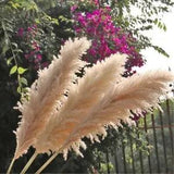 Fluffy Large Pampas Grass Flower Bouquet Natural Dried Plant Dried Floral Decor
