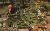 Postcard FL Silver Springs Woman Tropical Lilies Bathing Suits Plants Flowers
