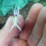 Rare naked man orchid 1 bulb PLANT