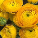 Yellow Ranunculus Asiaticus corms/bulbs | (Garden ranunculus, Persian buttercup) 5/6 perennial flowers