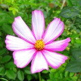 Mixed Cosmos Seeds Including Striped Candy Cane, White, Pink and Maroon 30 Seeds Per Packet