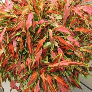 COLEUS 'Premium Sun Coral Candy' 5 Seeds