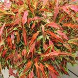 COLEUS 'Premium Sun Coral Candy' 5 Seeds