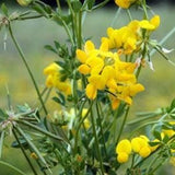 Bird's Foot Trefoil Seed Pack - Lotus corniculatus seeds