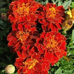 marigold dwarf single rusty red - code 852