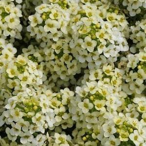 50+ seeds lovely Unique Bonnet Lemonade Alyssum Seeds