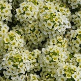 50+ seeds lovely Unique Bonnet Lemonade Alyssum Seeds
