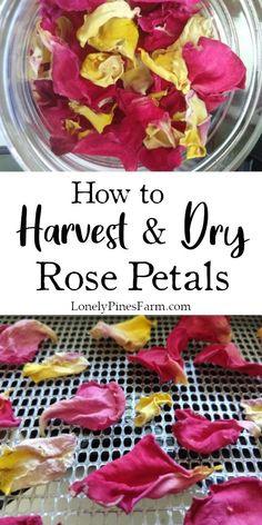 How to Harvest & Dry Rose Petals Flower Delivery