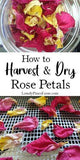 How to Harvest & Dry Rose Petals Flower Delivery