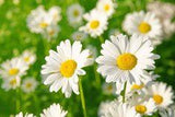 How to Grow Daisies for Beginners (2 QUICK Tips) Flower Delivery