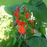 Scarlet Runner Beans  -  Phaseolus coccineus - Seeds