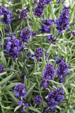 Sweet Romance? - Lavender - Lavandula angustifolia Flower Delivery