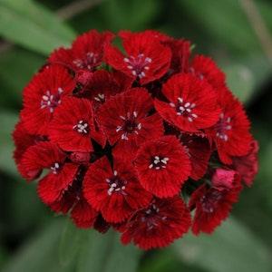 50 Dianthus Barbatus  Red Flower Seeds/Dianthus Barbatus Dunetti/Crimson Red Sweet William/ Glorious Long Lasting Bloom/FL499