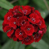 50 Dianthus Barbatus  Red Flower Seeds/Dianthus Barbatus Dunetti/Crimson Red Sweet William/ Glorious Long Lasting Bloom/FL499