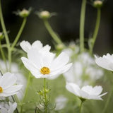 White Cosmos Flower Seeds - White Flower Seeds - Save the Bees - Gardening Gift for Her - Pollinator Plant Seeds Canada