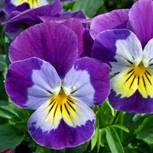 Annual | JOHNNY JUMP UP Viola | 50 Seeds |  Heirloom Variety|  Ideal for Container Gardening | Edible