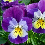 Annual | JOHNNY JUMP UP Viola | 50 Seeds |  Heirloom Variety|  Ideal for Container Gardening | Edible