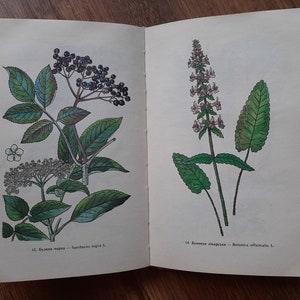 Botanical book phytotherapy - 100 medicinal plant illustrations - Botanical illustrations medicinal plants - Vintage herbs book