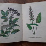 Botanical book phytotherapy - 100 medicinal plant illustrations - Botanical illustrations medicinal plants - Vintage herbs book